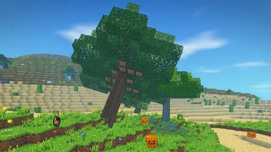 An oak toppling across a grassy rise, its crown tipping toward the sand.